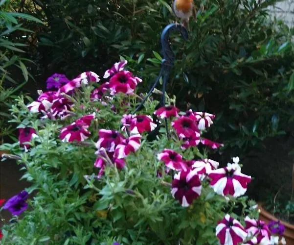 Daire Down-town-oasis Düsseldorf